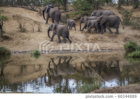 African bush elephant in Kruger National park, 60144889