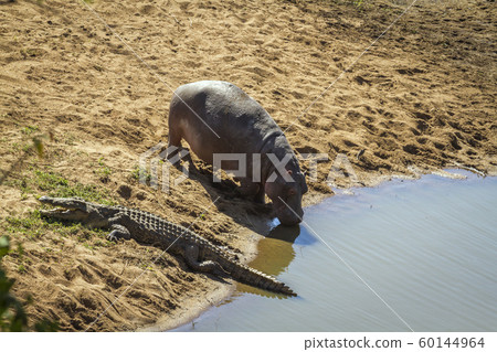 Hippopotamus in Kruger National park, South Africa 60144964