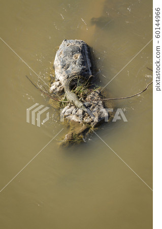 Nile crocodile in Kruger National park, South 60144966