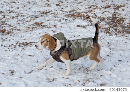 Cute english beagle puppy in the pet coat. Cute english beagle puppy in the pet coat. 60145073