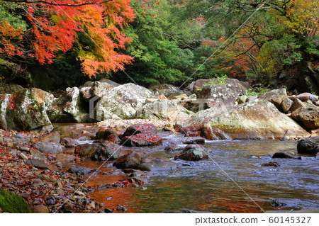 秋葉為黑森川增色(高知縣四萬十市黑森谷) 秋葉為黑森川增色(高知縣四萬十市黑森谷) 60145327