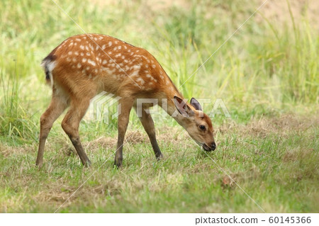 Baby the sika deer Cervus nippon 60145366