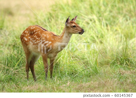 Baby the sika deer Cervus nippon Baby the sika deer Cervus nippon 60145367