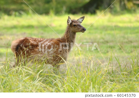 Maral deer Cervus elaphus sibiricus fawn Maral deer Cervus elaphus sibiricus fawn 60145370