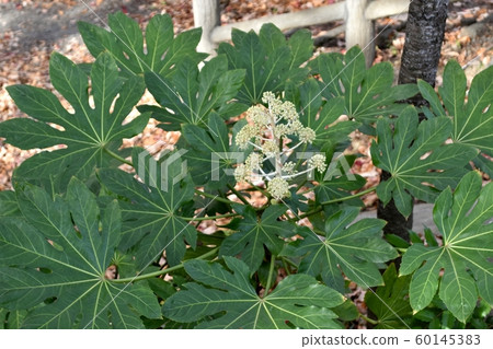 千足蟲的葉子和花朵 60145383