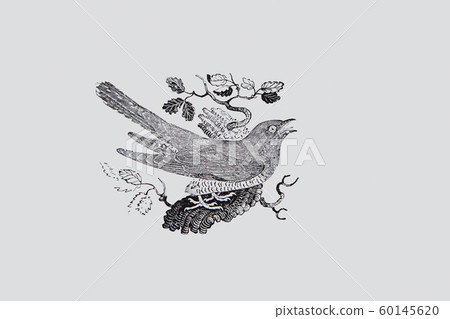 Woodcut child bird Kukoo by Thomas Bewick 60145620