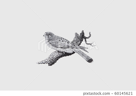 Woodcut child bird by Thomas Bewick Kestrel 60145621