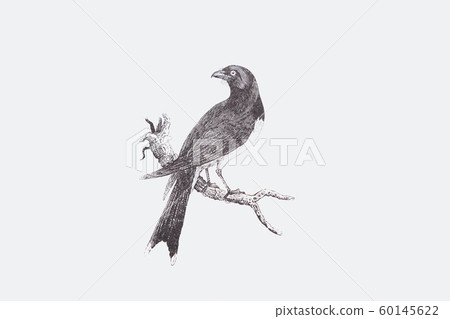 A woodcut child bird by Thomas Bewick Fork- tailed Indian Shrike 60145622