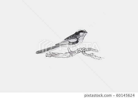 Wood-cut child bird by Thomas Bewick Long-tailed Titmouse 60145624