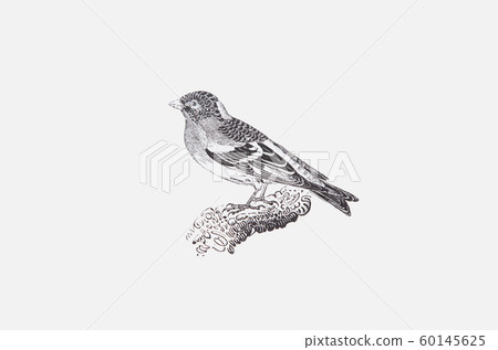 Wood Frog Child by Thomas Bewick Mountain Finch 60145625