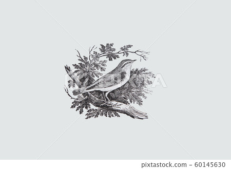 Wood Wreath Child by Thomas Bewick Yellow Wren 60145630