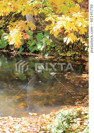 秋天公園的池塘,秋葉季節 秋天公園的池塘,秋葉季節 60145756
