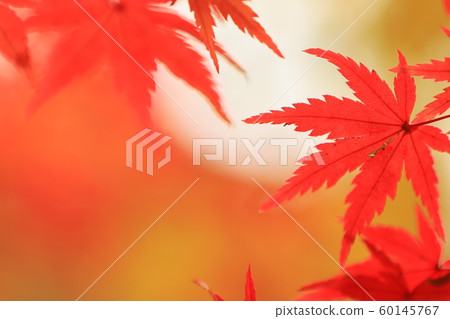 日本紅！ ︎ 60145767