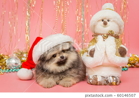 Little Pomeranian puppy in Santa hat 60146507