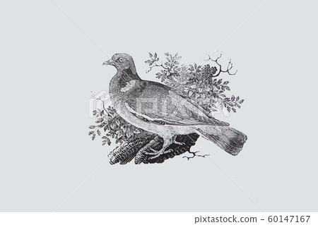Woodcut Woodbird Dove by Thomas Bewick 60147167