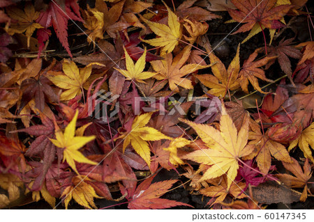 落葉 60147345