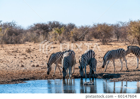 A group of Zebras in Etosha 60147604
