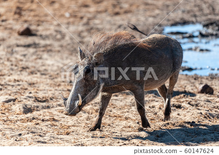 Warthogs in Etosha National Park Warthogs in Etosha National Park 60147624