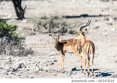 Impalas in Etosha National Park 60147628