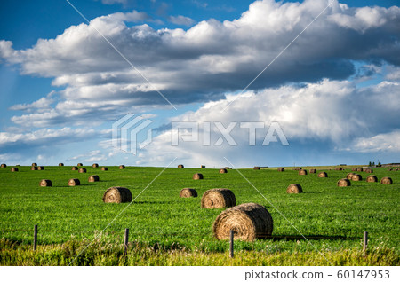 Straw rolls on green pasture with cloud in the sky 60147953