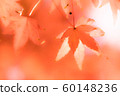 maple, yellow leafe, red leafe 60148236