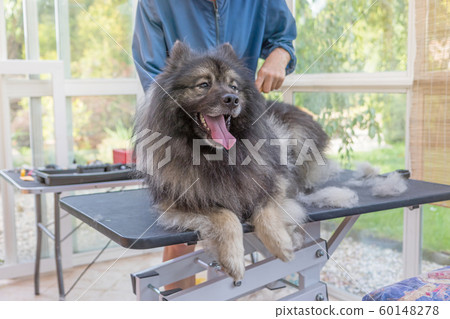 Trimed Wolf Spitz Dog is looking at the camera 60148278
