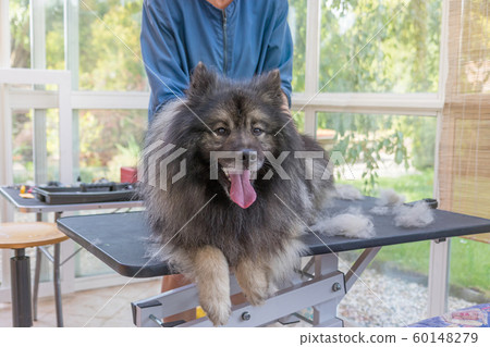Trimed Wolf Spitz Dog is lying on the lift Trimed Wolf Spitz Dog is lying on the lift 60148279