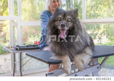 Trimed Wolf Spitz Dog is lying on the lift Trimed Wolf Spitz Dog is lying on the lift 60148281