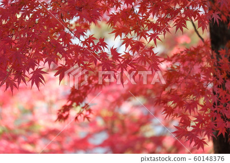 吉野山秋葉 60148376