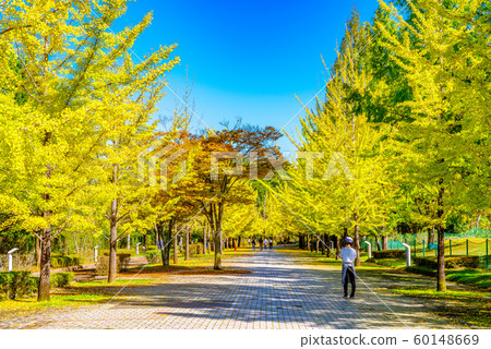 秩父繆斯公園銀杏樹[Sa玉縣] 60148669