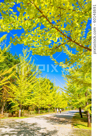 Chichibu Muse Park Ginkgo row of trees [Saitama Prefecture] 60148691
