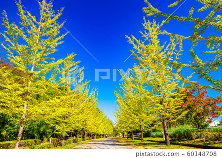 秩父繆斯公園銀杏樹[Sa玉縣] 60148708