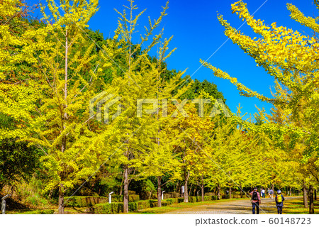 秩父繆斯公園銀杏樹[Sa玉縣] 60148723