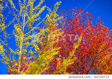 秩父繆斯公園銀杏樹[Sa玉縣] 60148725