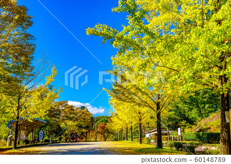 Chichibu Muse Park Ginkgo row of trees [Saitama Prefecture] 60148789