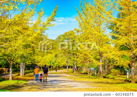 秩父繆斯公園銀杏樹[Sa玉縣] 60148875