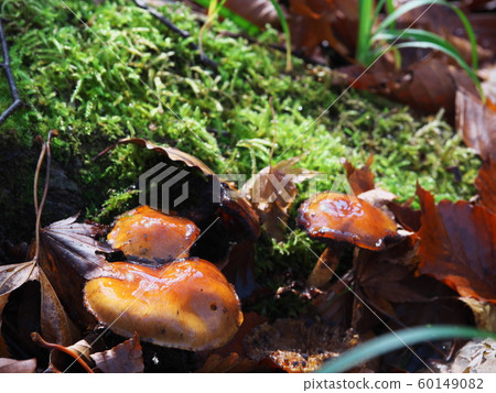 Autumn celestial marshland Autumn celestial marshland 60149082