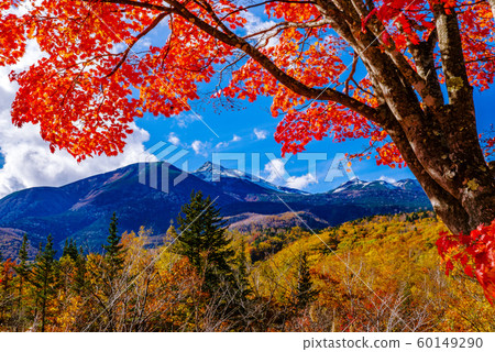Norikura Kogen, Maple and Mount Norikura [Nagano Prefecture] 60149290
