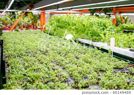 Small pots with green seedlings of horticultural plants growing in greenhouse Small pots with green seedlings of horticultural plants growing in greenhouse 60149489