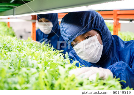 Female researcher in protective workwear standing by shelf with green seedlings 60149519