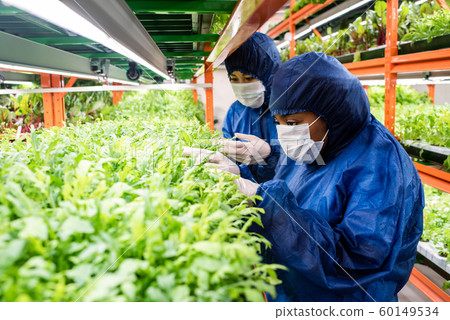 Researchers in protective workwear selecting new sorts of horticultural plants Researchers in protective workwear selecting new sorts of horticultural plants 60149534