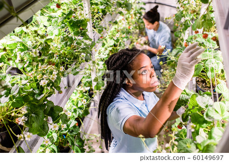 African woman looking for ripe strawberries while picking them up in greenhouse African woman looking for ripe strawberries while picking them up in greenhouse 60149697
