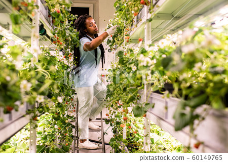 Young African female in casualwear and gloves taking care of strawberries crops Young African female in casualwear and gloves taking care of strawberries crops 60149765