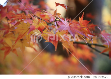 Autumn leaves of Rurin Park Autumn leaves of Rurin Park 60149879