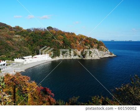 Autumn leaves of Ako Misaki, Autumn leaves of Fukuura, Autumn leaves of Cape Autumn leaves of Ako Misaki, Autumn leaves of Fukuura, Autumn leaves of Cape 60150002