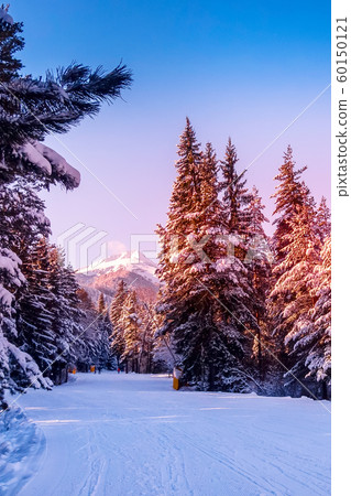 Bansko, Bulgaria forest, ski slope at dawn Bansko, Bulgaria forest, ski slope at dawn 60150121