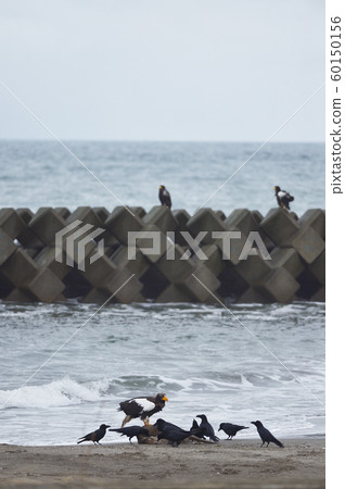 Steller's sea eagle and crows (Hokkaido) Steller's sea eagle and crows (Hokkaido) 60150156