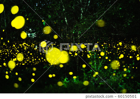 Firefly flying in the night forest 60150501