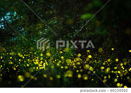 Firefly flying in the night forest Firefly flying in the night forest 60150502
