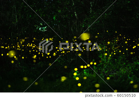 Firefly flying in the night forest Firefly flying in the night forest 60150510